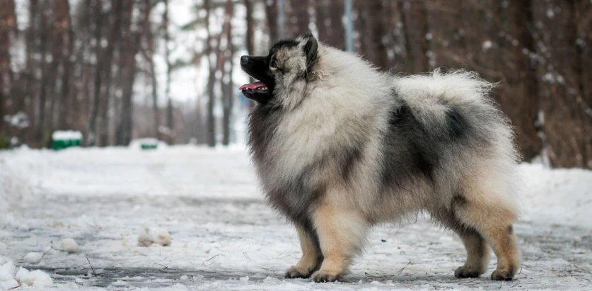 Keeshond standing in snow