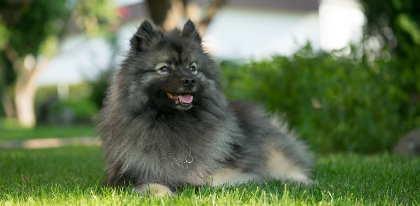 Keeshond laying down on grass