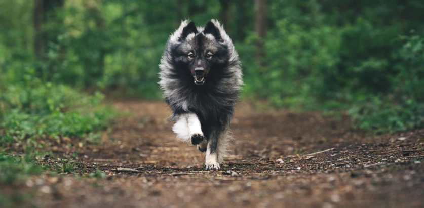Keeshond running in the woods