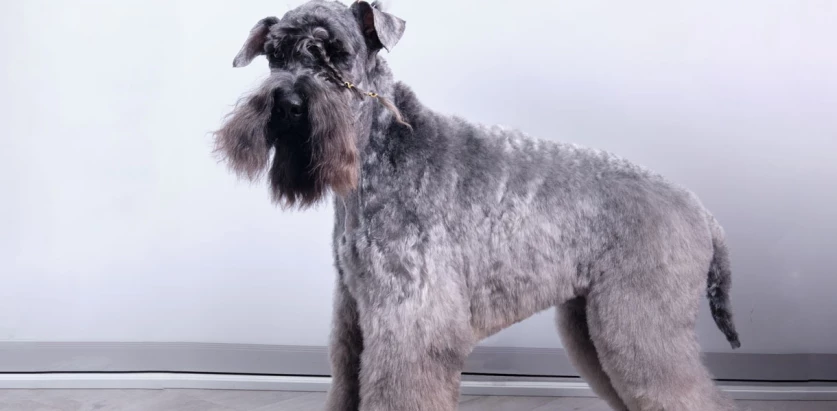 Kerry Blue Terrier groomed
