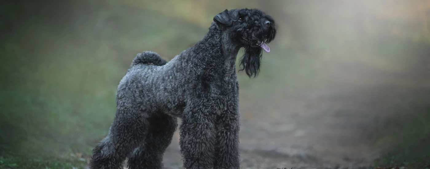 Kerry Blue Terrier standing side view