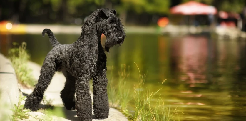 Kerry Blue Terrier standing by the river