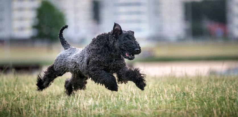 Kerry Blue Terrier running