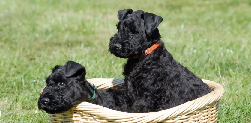 Kerry Blue Terrier pups in a basket