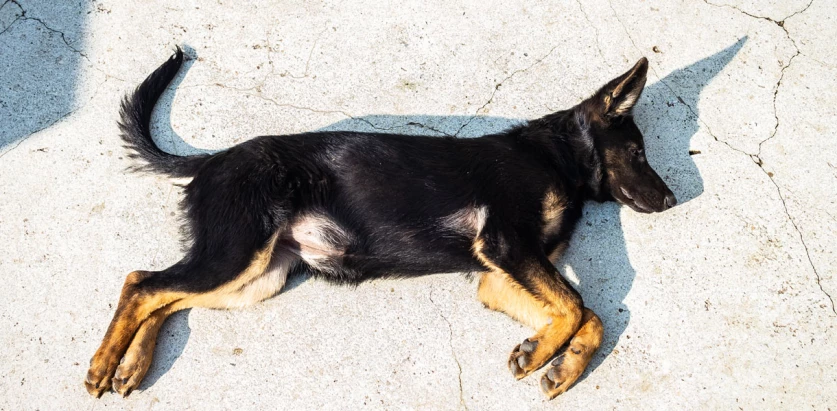 King Shepherd pup lying on the floor