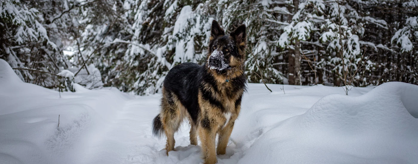 King Shepherd standing in snow