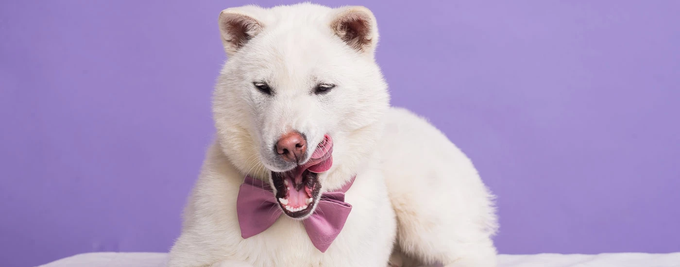 Kishu Ken with lavender bow and lavender background