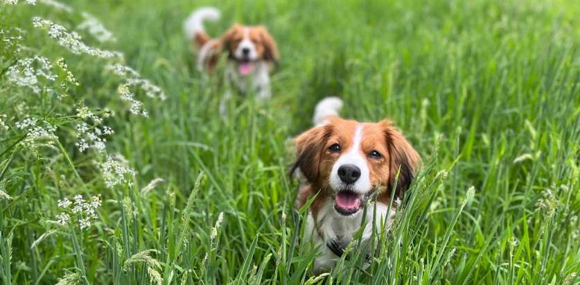 Kooikerhondje dogs in a grass field