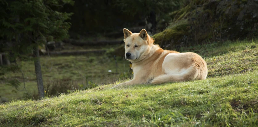 Korean Jindo laying in a meadow