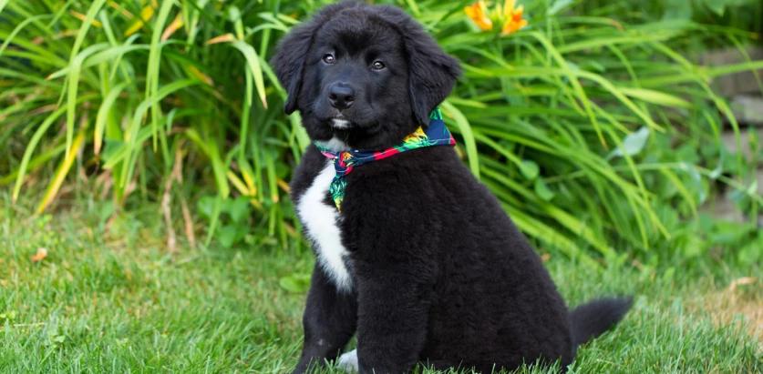 Labernese pup sitting in a yard