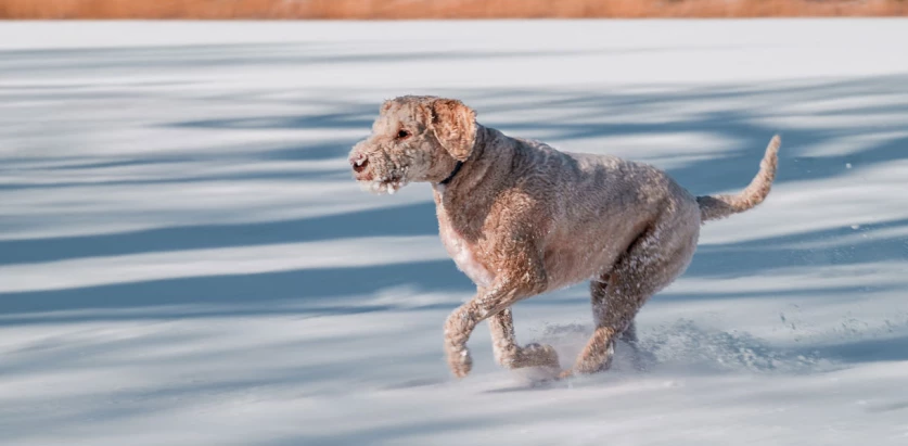 Labradoodle running in snow