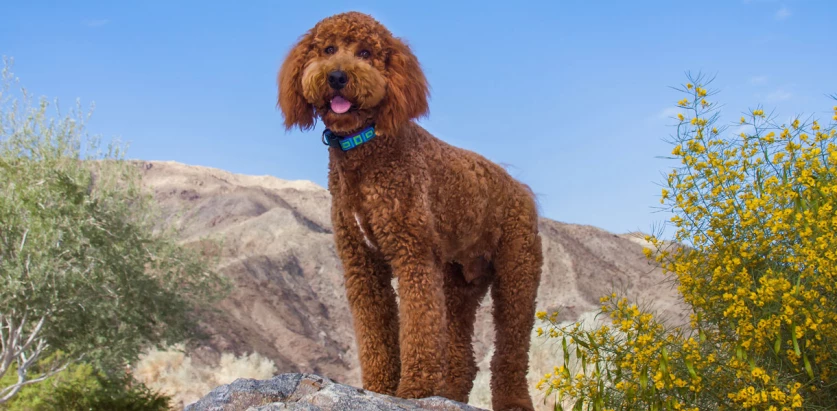 Labradoodle standing outside facing front