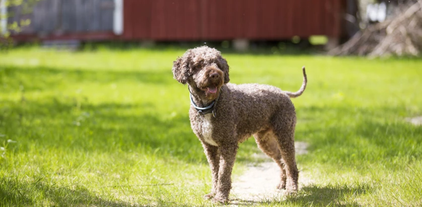 Lagotto Romagnolo standing in a yard