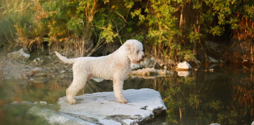 Lagotto Romagnolo pup standing near river