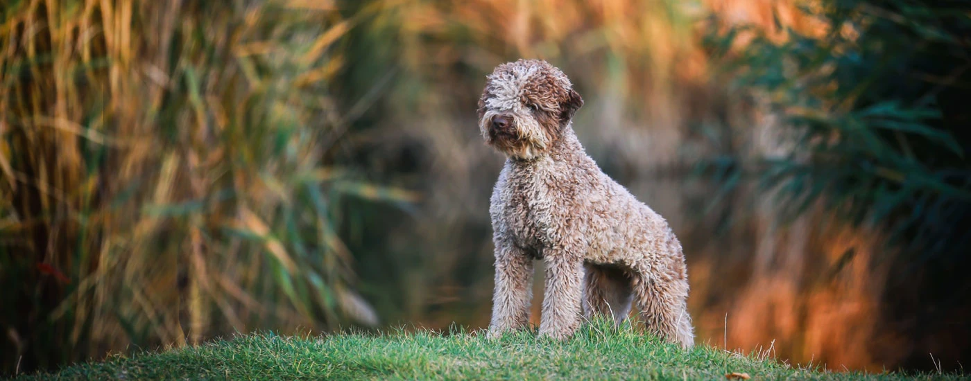 Lagotto Romagnolo standing outside on a small hill