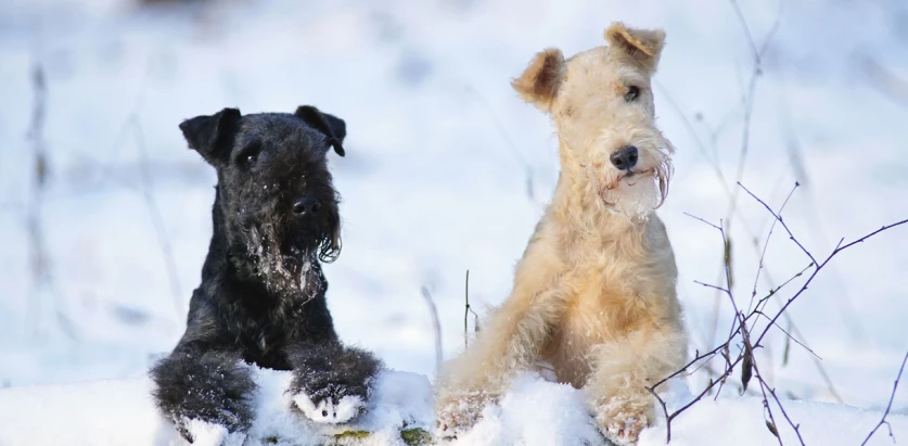 Lakeland Terrier dogs in snow