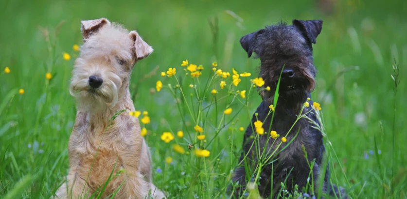 Lakeland Terrier dogs sitting in a meadow