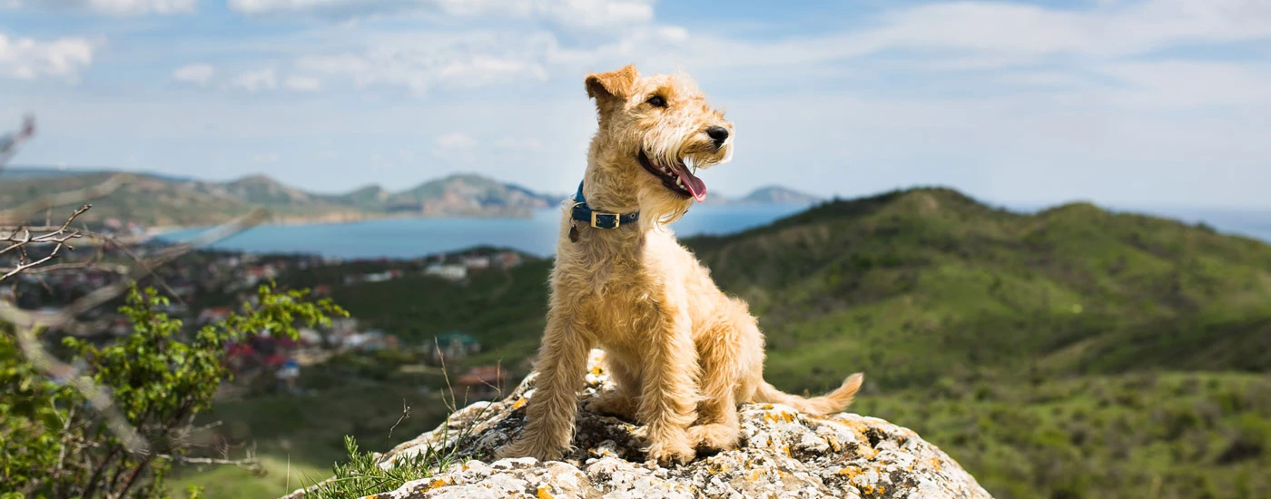 Lakeland Terrier sitting with a nice view