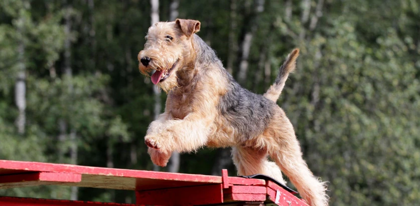 Lakeland Terrier running on a bridge