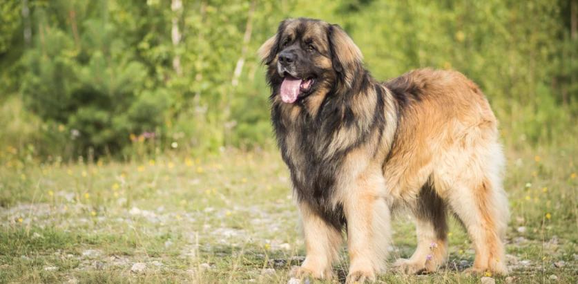 Leonberger standing in a field