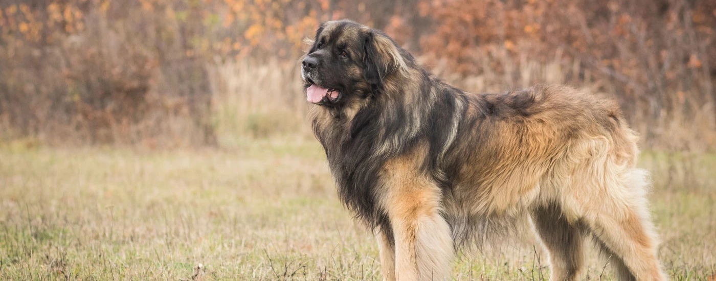 Leonberger standing side view