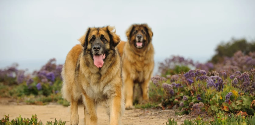 Leonberger dogs walking