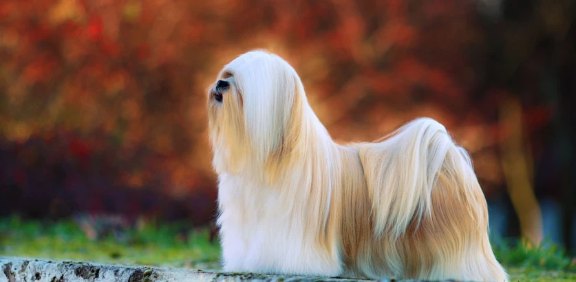 Lhasa Apso standing side view