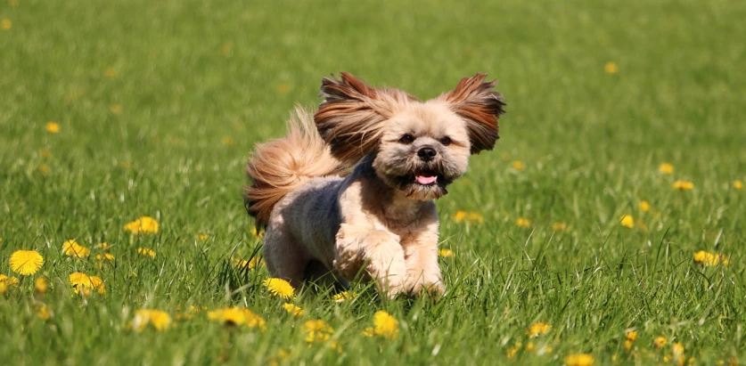 Lhasa Apso running in a flower field