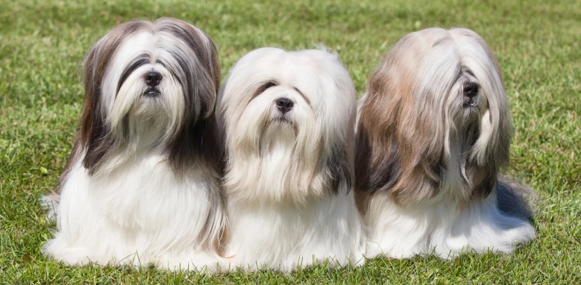 Lhasa Apso dogs sitting together