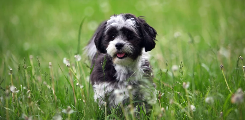 Maltese Shih Tzu standing looking at the side