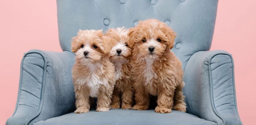 Maltipoo pups in a chair