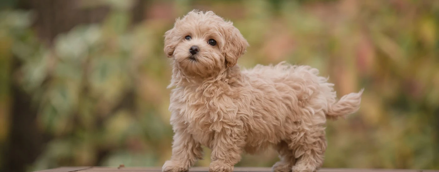 Maltipoo pup standing side view