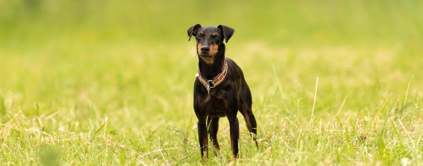 Manchester Terrier standing facing front
