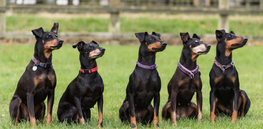 Manchester Terrier dogs sitting