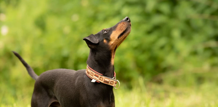 Manchester Terrier looking up