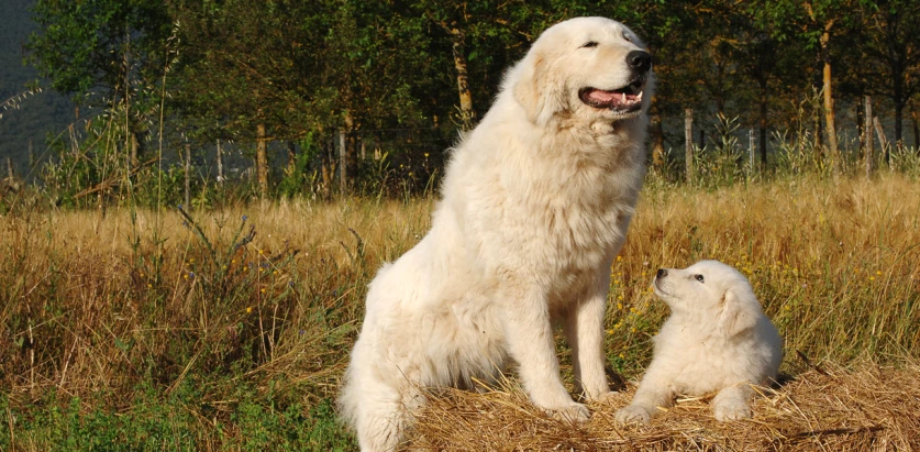 Maremma Sheepdog adult and puppy