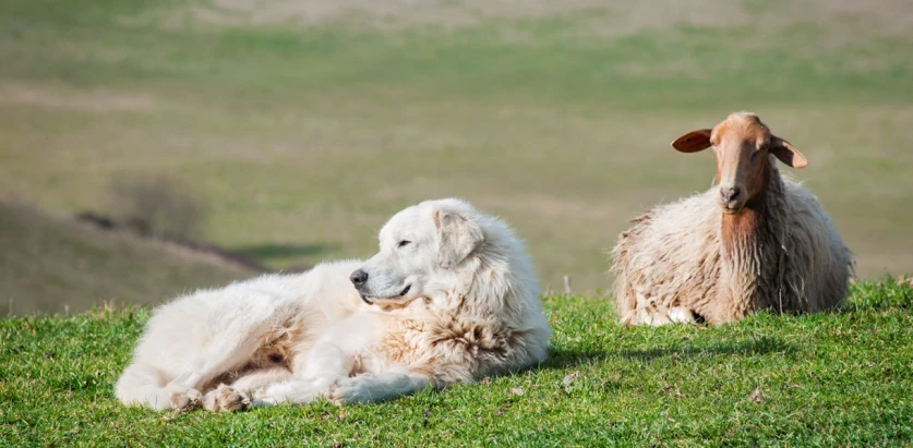 Maremma Sheepdog laying down near a goat