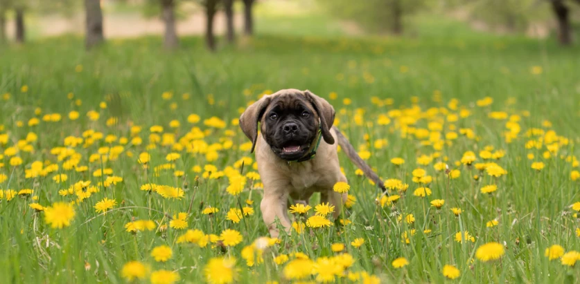 Mastiff pup running in a flower field