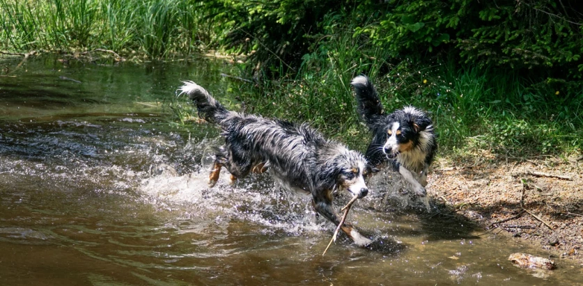 Mini Australian Shepherd dogs playing in the river
