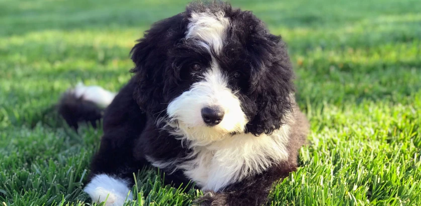 Mini Bernedoodle pup laying down in grass