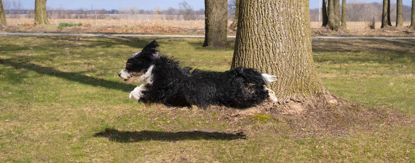 Mini Bernedoodle leaping while running