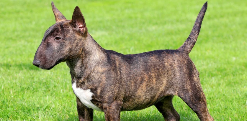 Mini Bull Terrier side profile