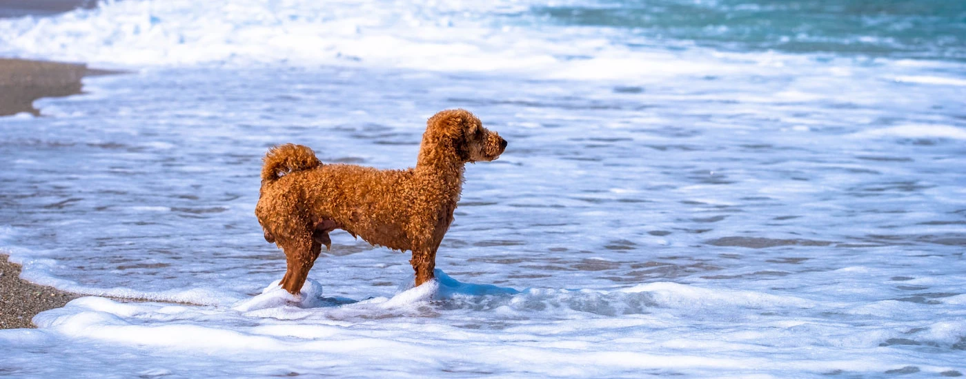 Mini Goldendoodle in the water