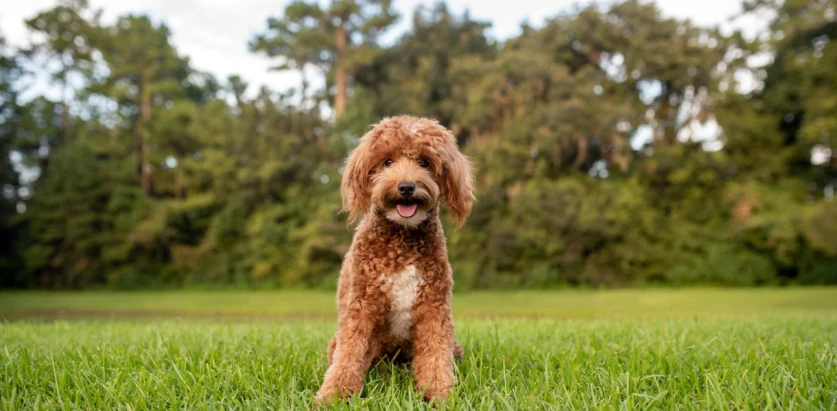 Mini Goldendoodle sitting in grass