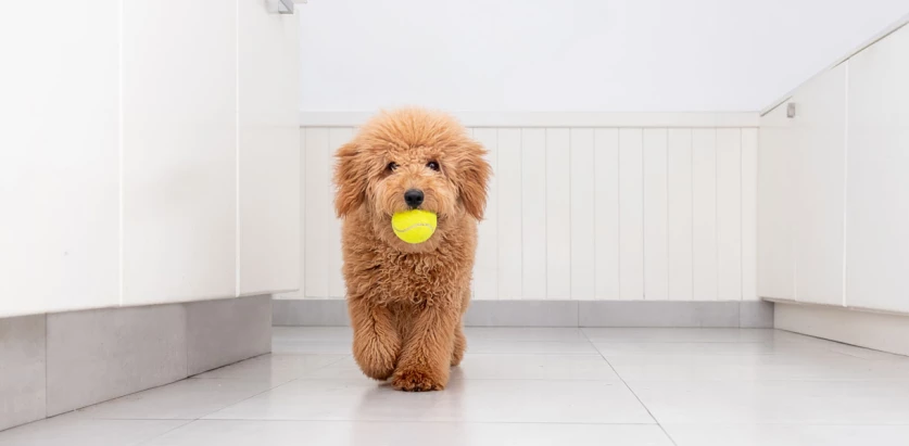 Mini Goldendoodle holding a ball