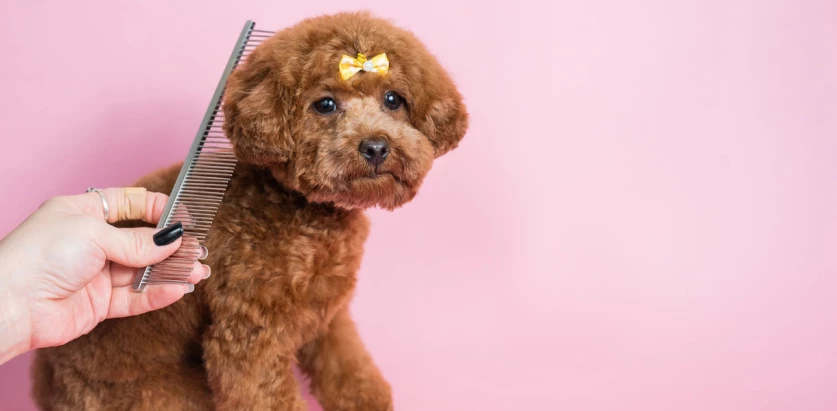 Mini Poodle with yellow ribbon