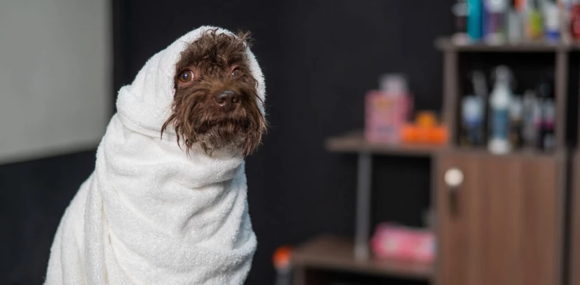Mini Poodle wrapped in a towel