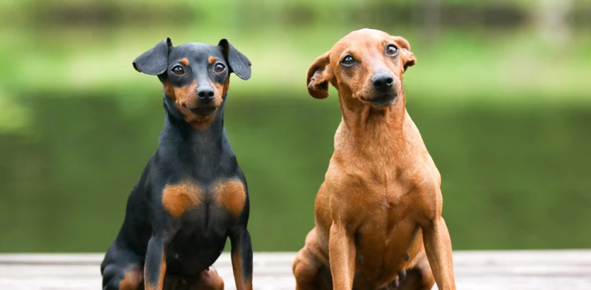 Miniature Pinscher dogs sitting together