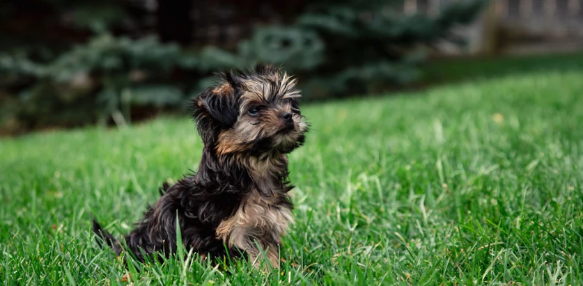 Morkie pup in a grass