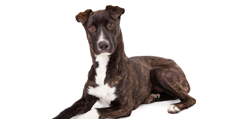 Mountain Cur laying white background
